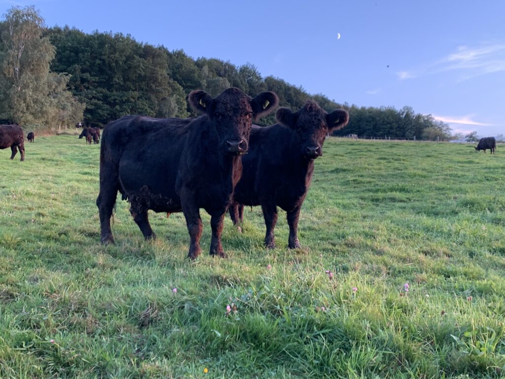 Bio-galloway rinder | GUNDELACH BIO